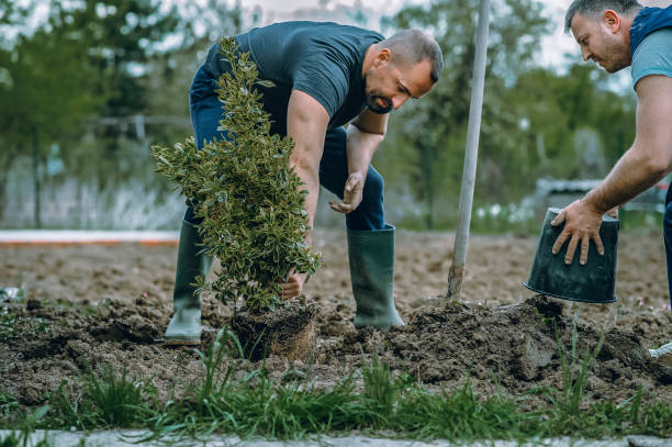 Best Grass Overseeding  in Brawley, CA